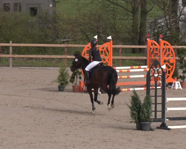 Reitturnier Scharnebeck 2024