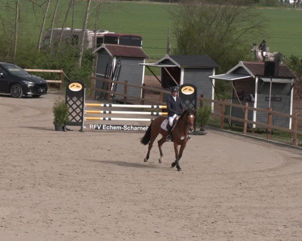 Reitturnier Scharnebeck 2024