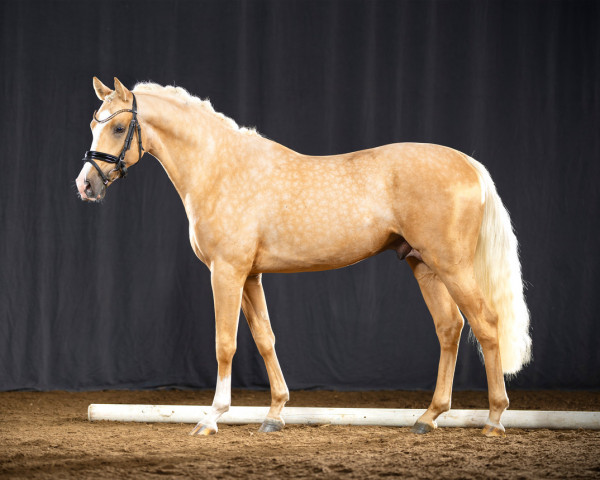 Pferd Casino Grande (Deutsches Reitpony, 2019, von Casino Gold)