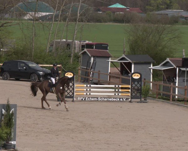 Reitturnier Scharnebeck 2024