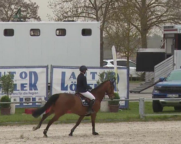 Reitturnier Grafenrheinfeld/Ufr. 2024