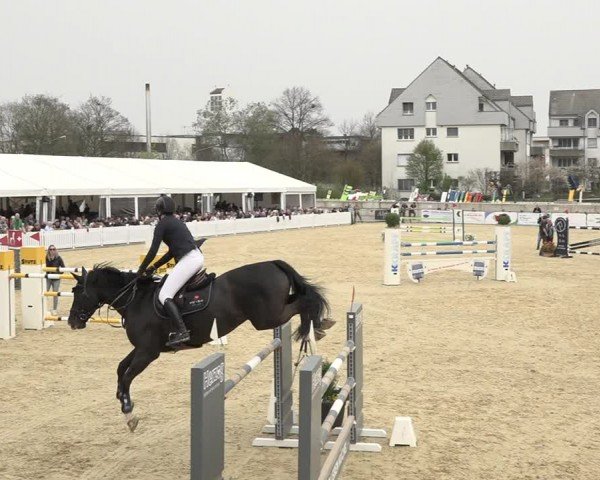 Reitturnier Amriswil 2024