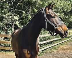 jumper Preußenstern (Trakehner, 2016, from Gorbatschow)