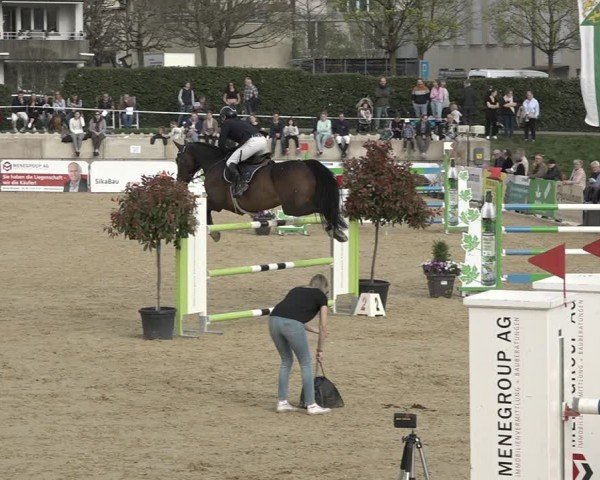 Reitturnier Amriswil 2024