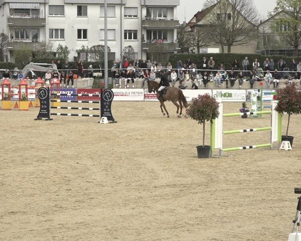 Reitturnier Amriswil 2024