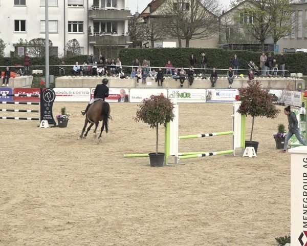 Reitturnier Amriswil 2024