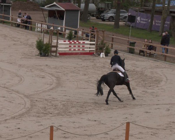 Reitturnier Scharnebeck 2024