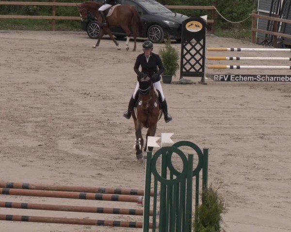 Reitturnier Scharnebeck 2024