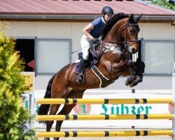 Springpferd Lorby (Deutsches Sportpferd, 2008, von Levistano)