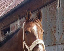 horse Condor 621 (Westphalian, 2016, from Cavtat PKZ)