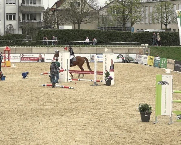 Reitturnier Amriswil 2024