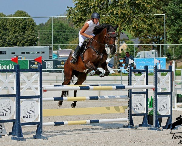 Springpferd Everytime 4 (Holsteiner, 2012, von Canstakko)