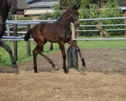 jumper Ravenna-Ra (Hanoverian, 2017, from Rock Forever NRW)