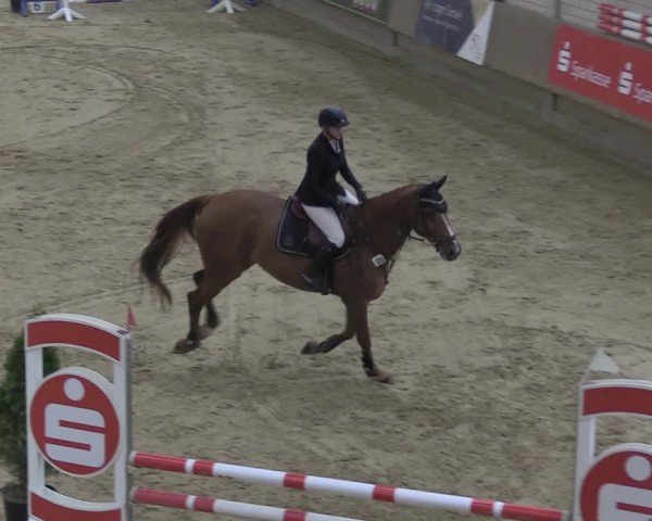 Reitturnier Oelde 2024