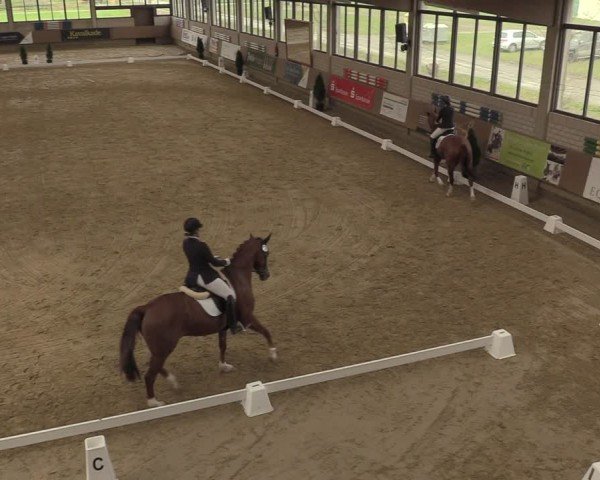 Reitturnier Oelde 2024