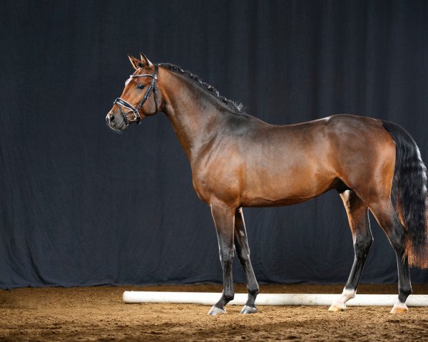 horse A kind of Wonder (German Riding Pony, 2019, from A kind of Magic 5)