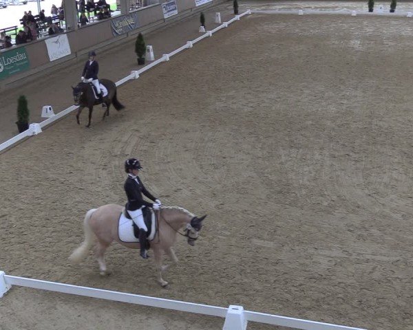 Reitturnier Oelde 2024