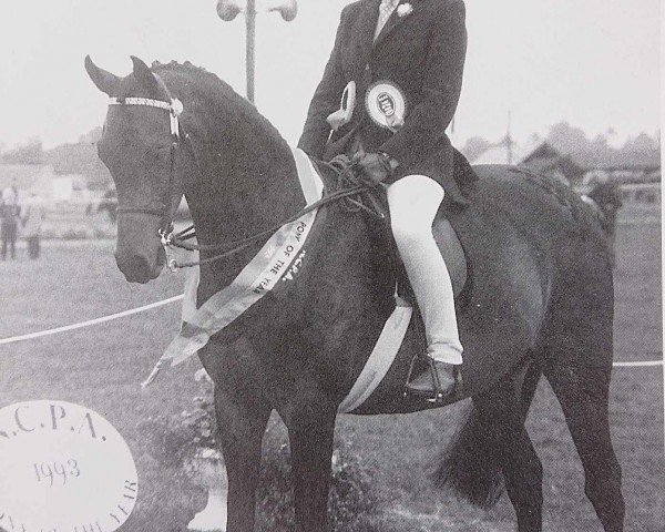 Pferd Necta Moonshine (British Riding Pony, ) Pferd Necta Moonshine (British Riding Pony, )