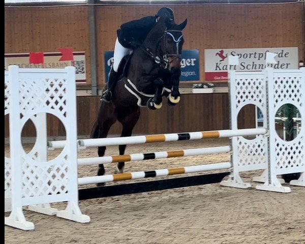 jumper Comme Jordan (Zangersheide riding horse, 2018, from Comme il Faut)