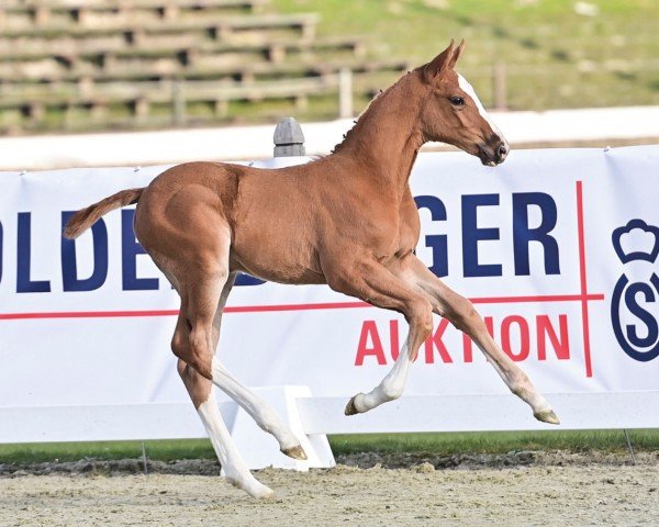 horse Qunfei (Oldenburg show jumper, 2023, from Contagio)
