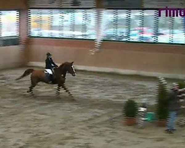 Heiden 2011