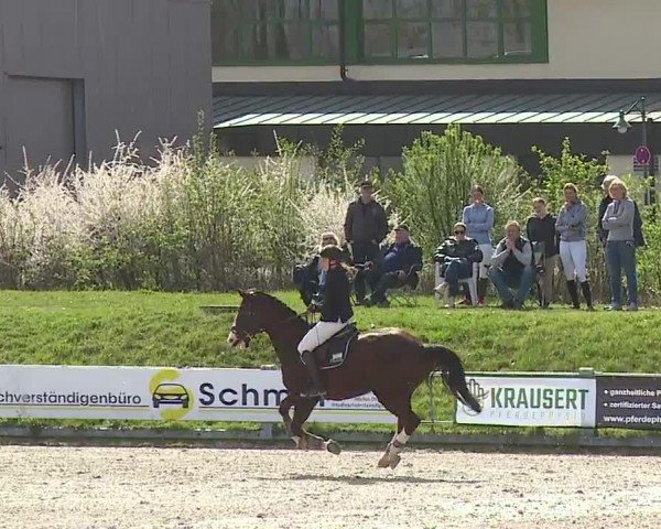 Reitturnier Grafenrheinfeld/Ufr. 2024