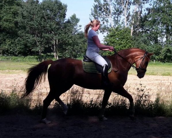 horse Liara (Oldenburg, 2012, from Licotus)
