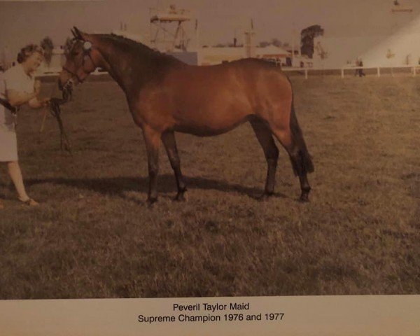 broodmare Peveril Taylor Maid (New Forest Pony, 1970, from Tomatin Golden Gorse)
