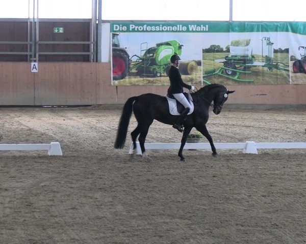 Reitturnier Borgholzhausen-Westbarthausen 2024