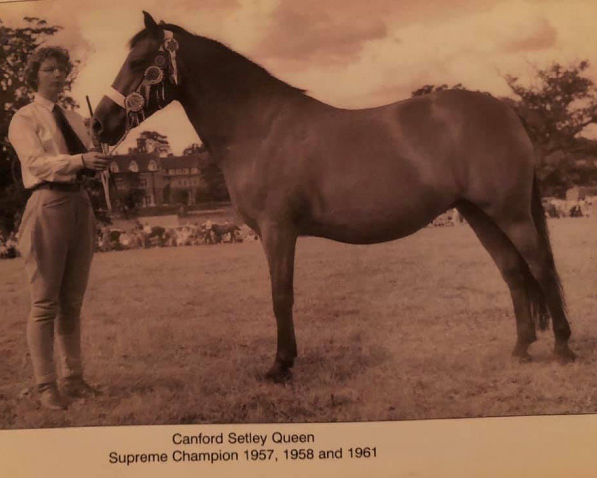 broodmare Canford Setley Queen (New Forest Pony, 1950, from Forest Horse)