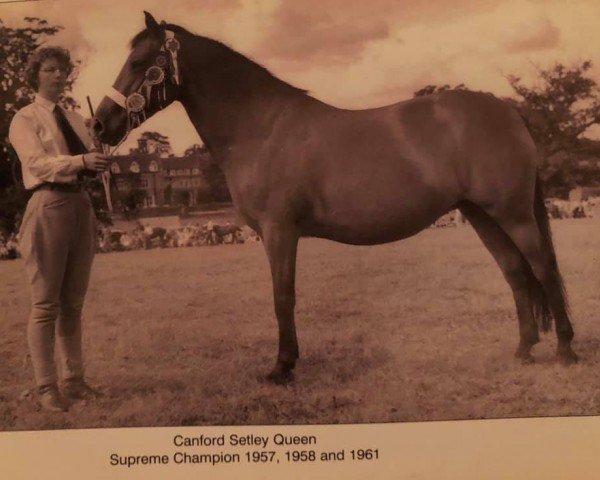 broodmare Canford Setley Queen (New Forest Pony, 1950, from Forest Horse)