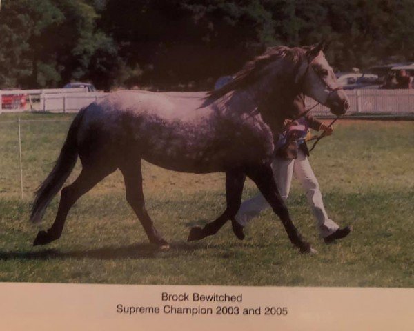 broodmare Brock Bewitched (New Forest Pony, 1998, from Buckland Dragonslayer)
