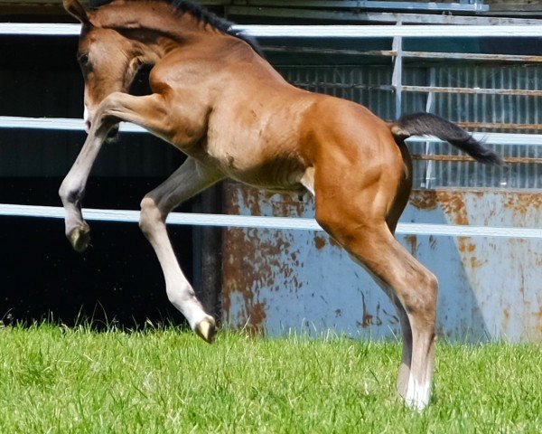 horse Stute von Clarimo / Dior van Berken (Oldenburg show jumper, 2023, from Clarimo Ask)