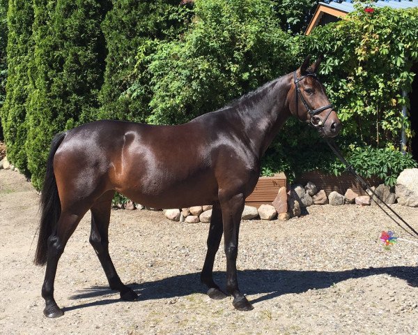 Pferd Gold Diva (Holsteiner, 2012, von Goldfever 3)