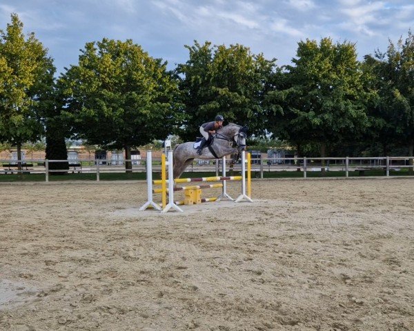 dressage horse Cascadero K (Westphalian, 2018, from Cordynox)