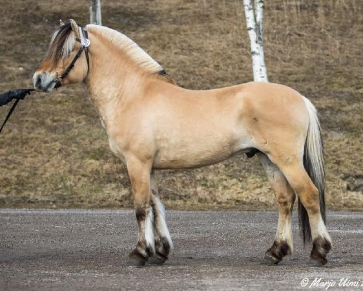 horse Odal Foss 17 F (Fjord Horse, 2019, from Kotalan Rocker 15 F)