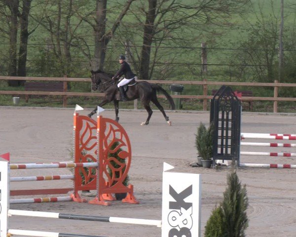 Reitturnier Scharnebeck 2024