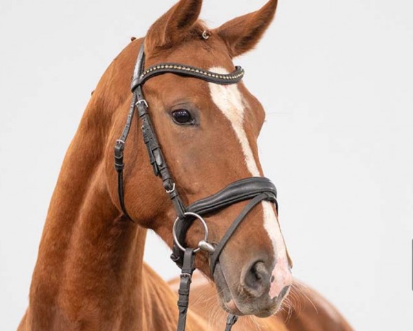 Pferd Finest Secret (Westfale, 2021, von Fürst Samarant)