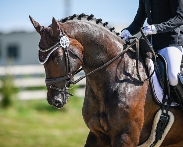 dressage horse Qasimi Quo Vadis (Holsteiner, 2014, from Quality 9)