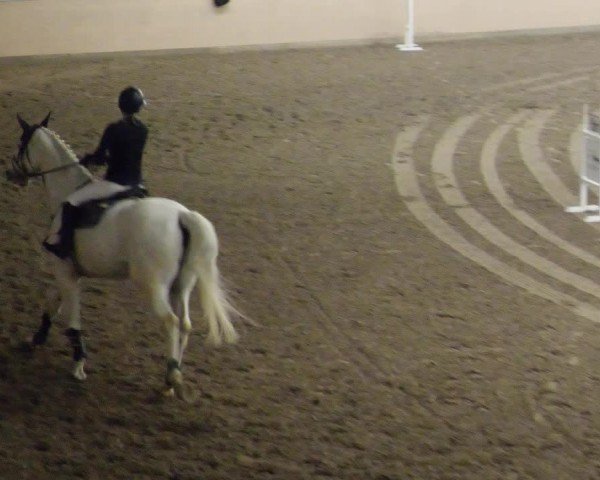 Reitturnier Waghäusel-Wiesental 2024