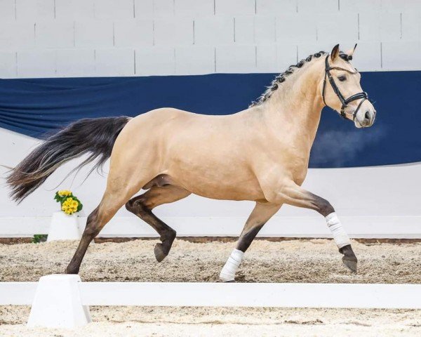 horse Cool Breeze S.O. (German Riding Pony, 2021, from Charmeur)