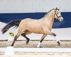 horse Cool Breeze S.O. (German Riding Pony, 2021, from Charmeur)