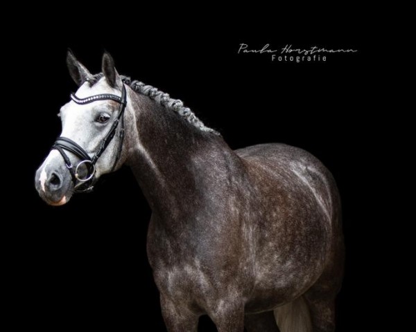 horse Gray Light (German Riding Pony, 2015, from Grimaldi 89)