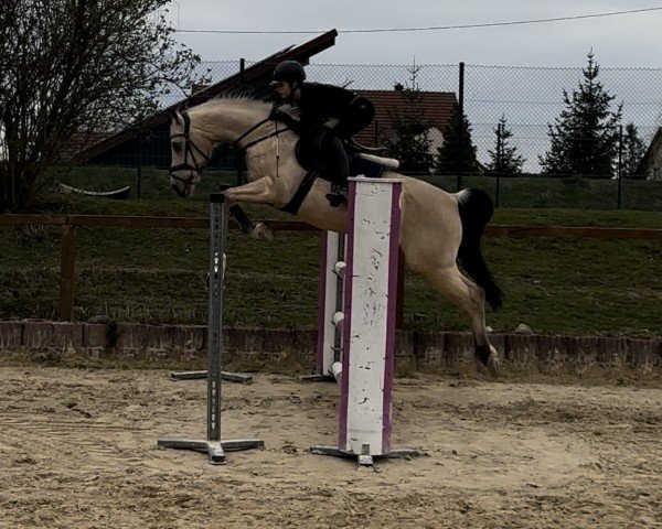 jumper Night Boy 11 (German Riding Pony, 2010, from Night-Dream)