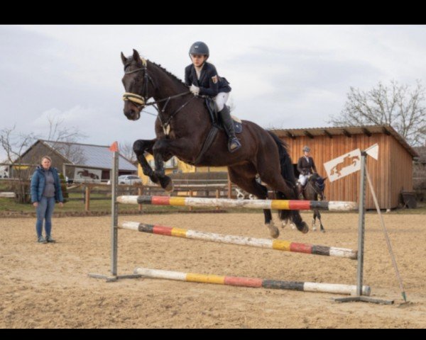 jumper Chuck Norris 21 (Holsteiner, 2011, from Cormint)