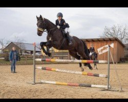 jumper Chuck Norris 21 (Holsteiner, 2011, from Cormint)