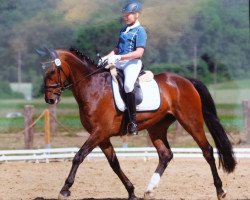 jumper Djimba (German Warmblood, 2005, from Dark Diamond)