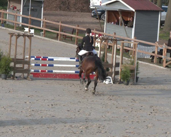 Reitturnier Scharnebeck 2024