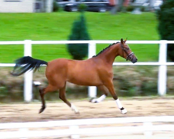 horse Steendieks Catalina (German Riding Pony, 2019, from Steendieks Morgensterns Dalai)