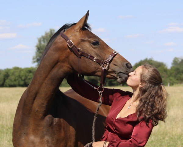 broodmare Dorina BB Z (Zangersheide riding horse, 2021, from Dourkhan Hero Z)